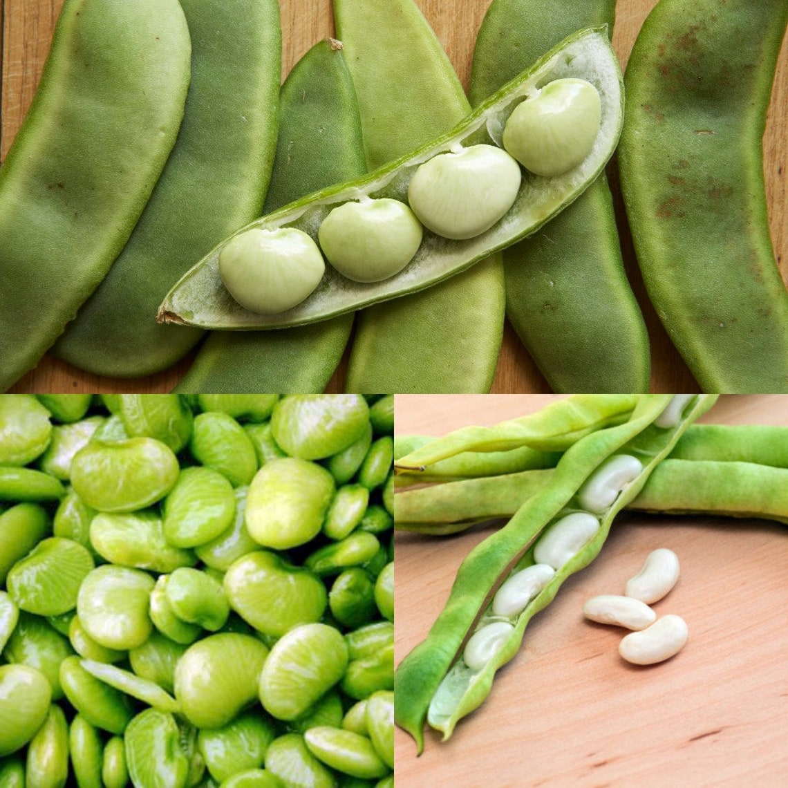 20 gram Seeds Light Green Lima Beans Etsy
