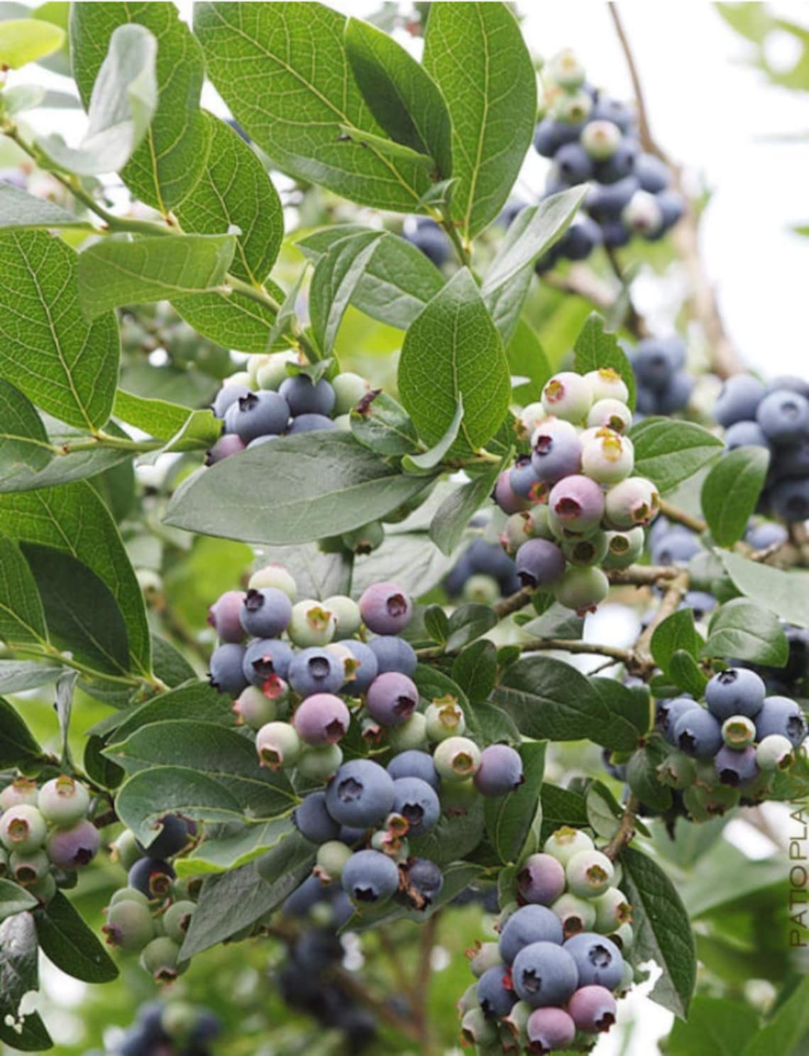 TOP HAT Blueberry Bushes Live Plant Live Blueberry Plant for Etsy
