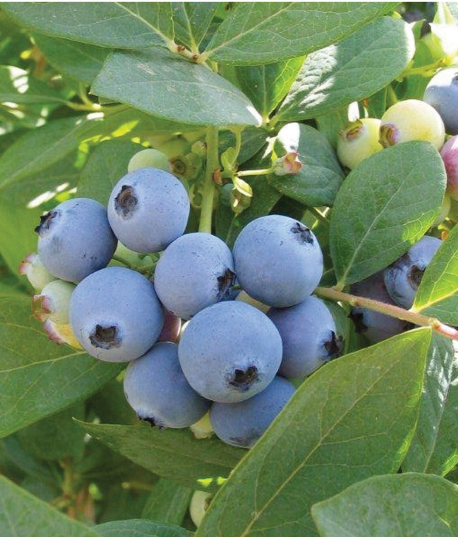 Jewel Blueberry Starter Plant Highbush Blueberry Live Plant Etsy