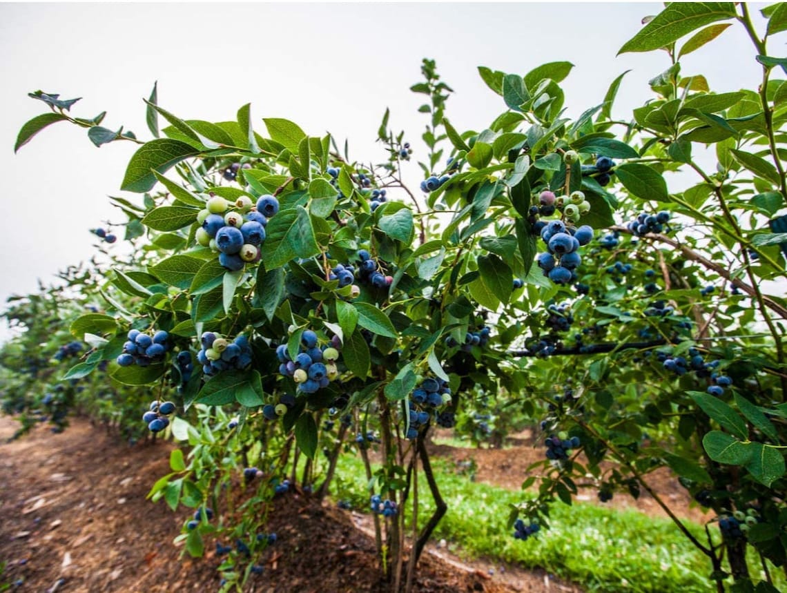 Jewel Blueberry Starter Plant Highbush Blueberry Live Plant Etsy