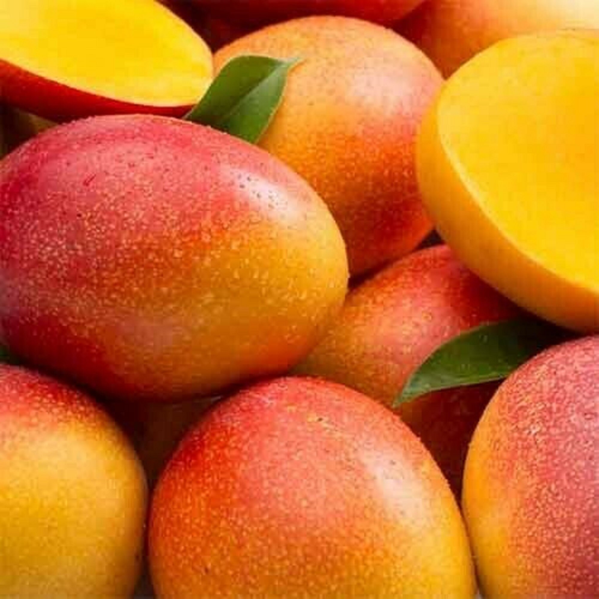 Mango Haden Tropical Fruit Tree 1224 Live Plant Mango Etsy