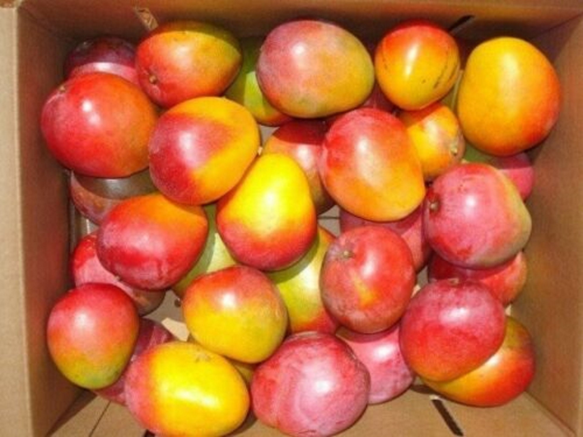 Mango Haden Tropical Fruit Tree 1224 Live Plant Mango Etsy