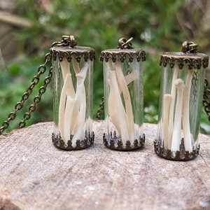 Foraged Animal Bones/Teeth Curio Vials