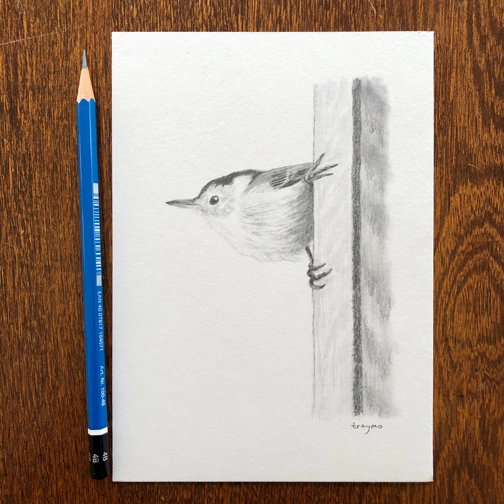 White-breasted nuthatch / Original pencil drawing | Etsy
