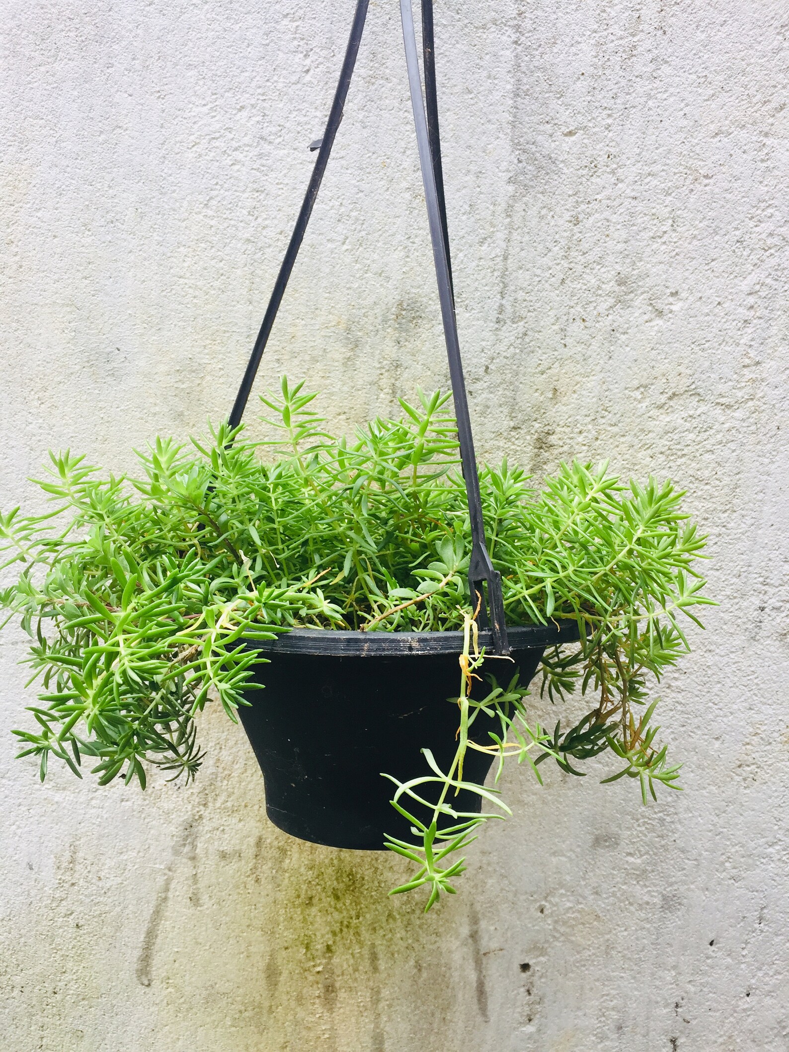 Plastic Hanging plant Pot Etsy