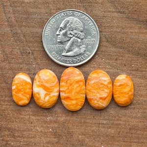 Könnte beinhalten: Fünf ovale Cabochons mit einem marmorierten orange-weißen Muster, die in einer horizontalen Reihe unter einer 2,43 cm großen US-Vierteldollarmünze angeordnet sind, welche als Größenvergleich für die Steine dient.