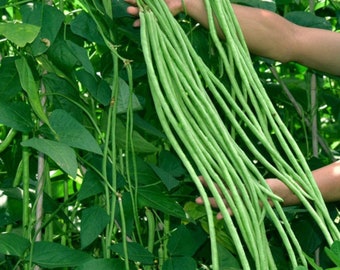 Original Pack 15 Red Cowpea Seeds Asparagus Bean Organic Original Pack 15 Red Cowpea Seeds Asparagus Bean Organic