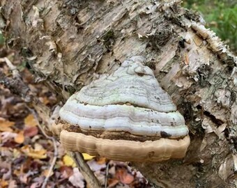 Fungus false tinder Natural/Wilderness living