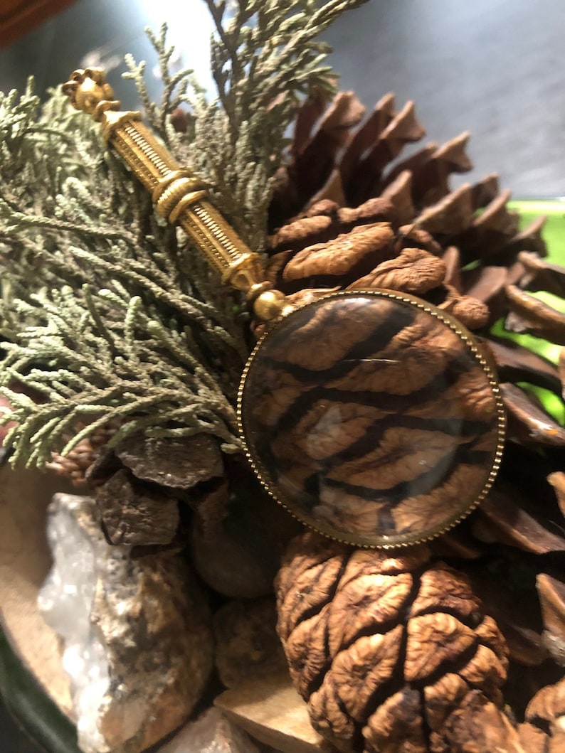 May include: A gold-toned magnifying glass with a round, clear lens. The lens is framed with a decorative, gold-toned border. The handle is long and slender, with a decorative, ornate design. The magnifying glass is resting on a bed of pine cones and other natural elements.