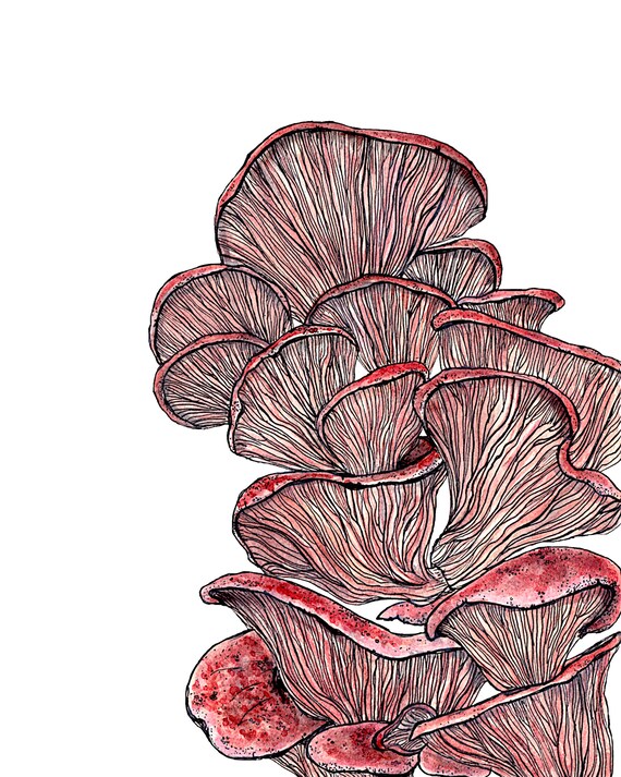 Pink Oyster Mushrooms Mushroom Art Print Mushroom Wall Art Etsy