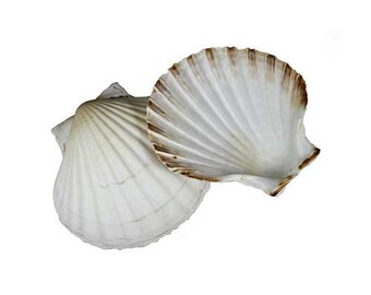 Percussive Seashells Concha 10cm Guiro