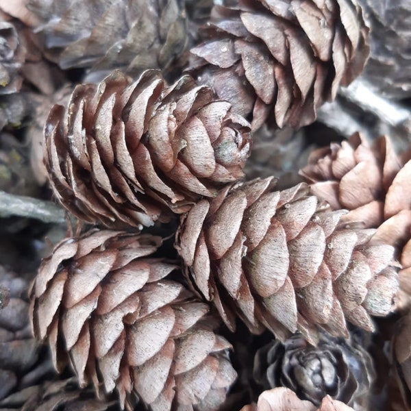 Larch cones, dried European larch cones 100pc, natural decorations, DIY supplies, wreath and garland supplies, craft supplies, wedding