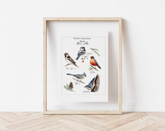 North American Birds, watercolour birds, bird chart, bird art, wildlife art, botanical art, bird identification art, Canadian art,