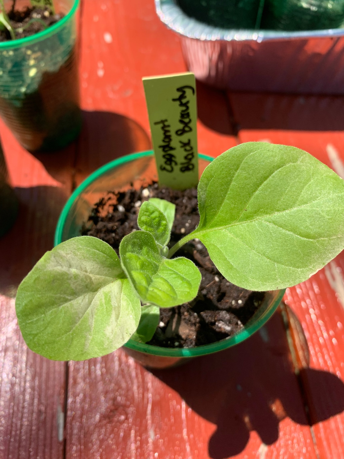 Eggplant Black Beauty One Beautiful Healthy Live Starter Etsy