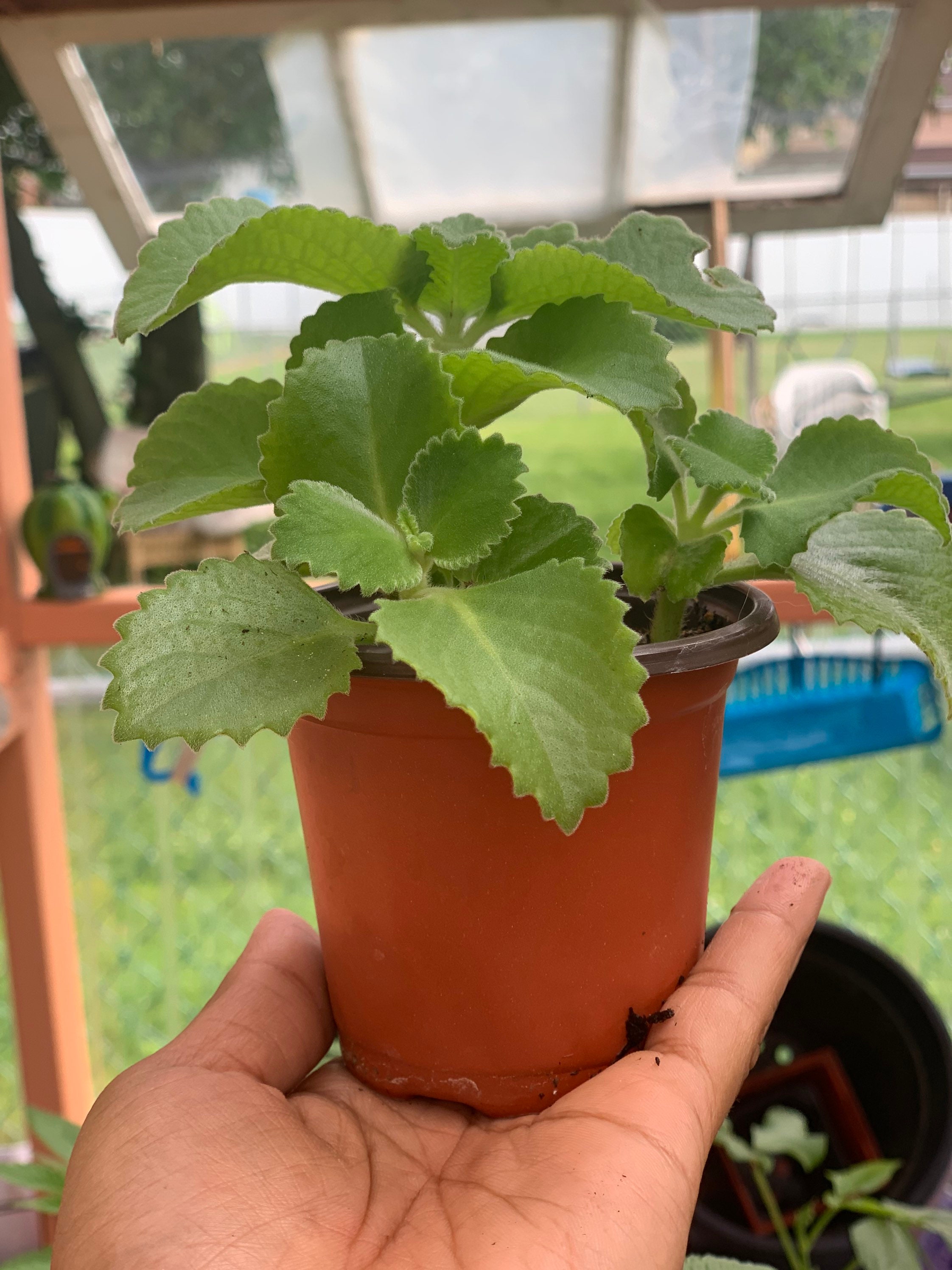 Oregano Brujo Spanish Thyme 4 Potted Live Plant Etsy