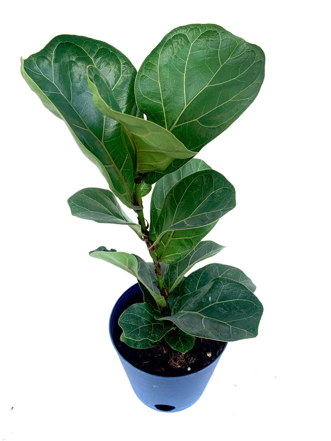 Dwarf Fiddle Leaf Fig Beautiful Healthy 6 Potted Live Plant Etsy