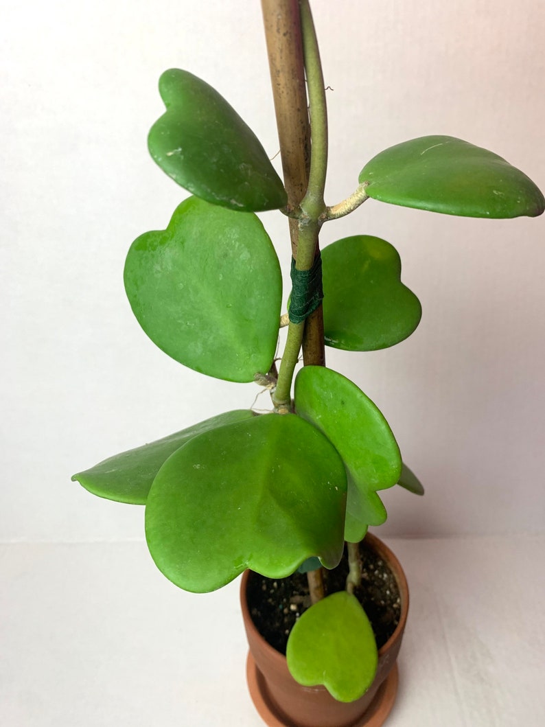 Hoya Kerrii Green - Beautiful Large Staked Terracotta Potted Hoya Kerrii Green - Beautiful Large Staked Terracotta Potted