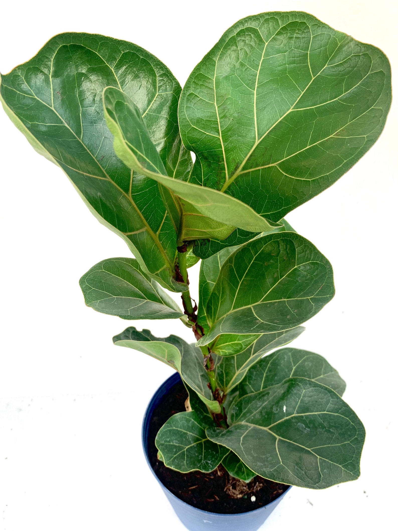 Dwarf Fiddle Leaf Fig Beautiful Healthy 6 Potted Live Plant Etsy
