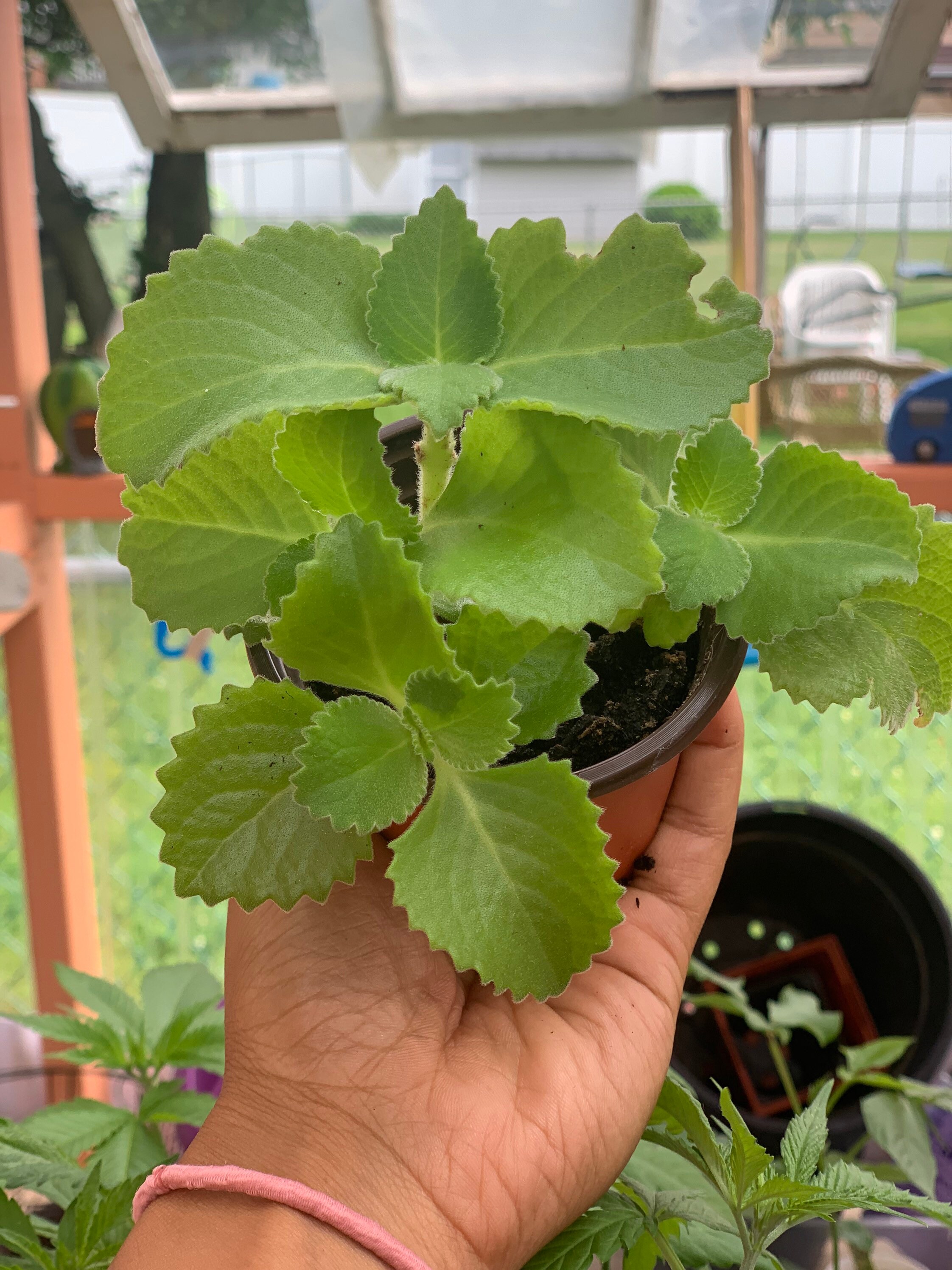 Oregano Brujo Spanish Thyme 4 Potted Live Plant Etsy