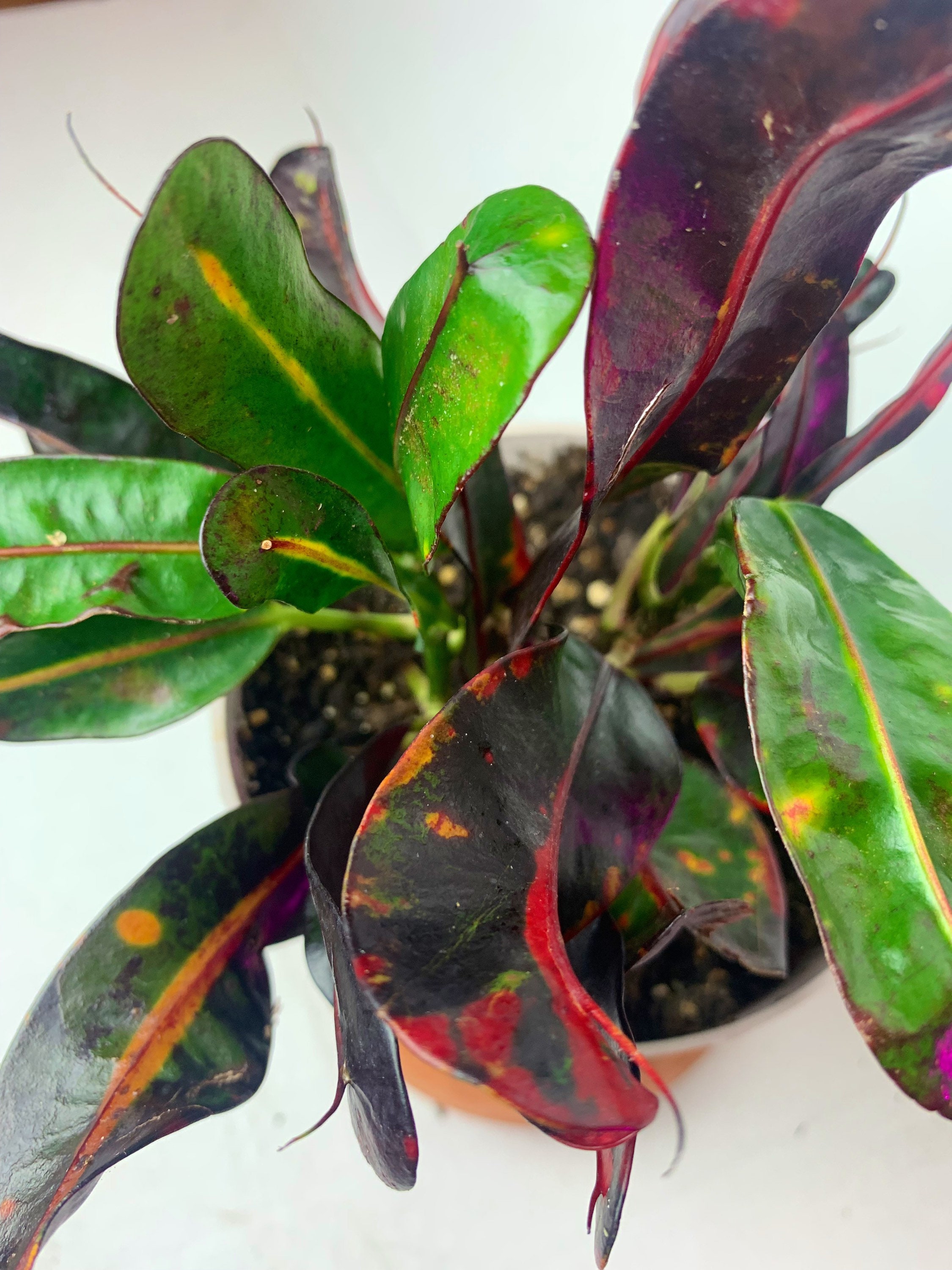 Mamey Croton Codiaeum Variegatum 4 Potted Healthy