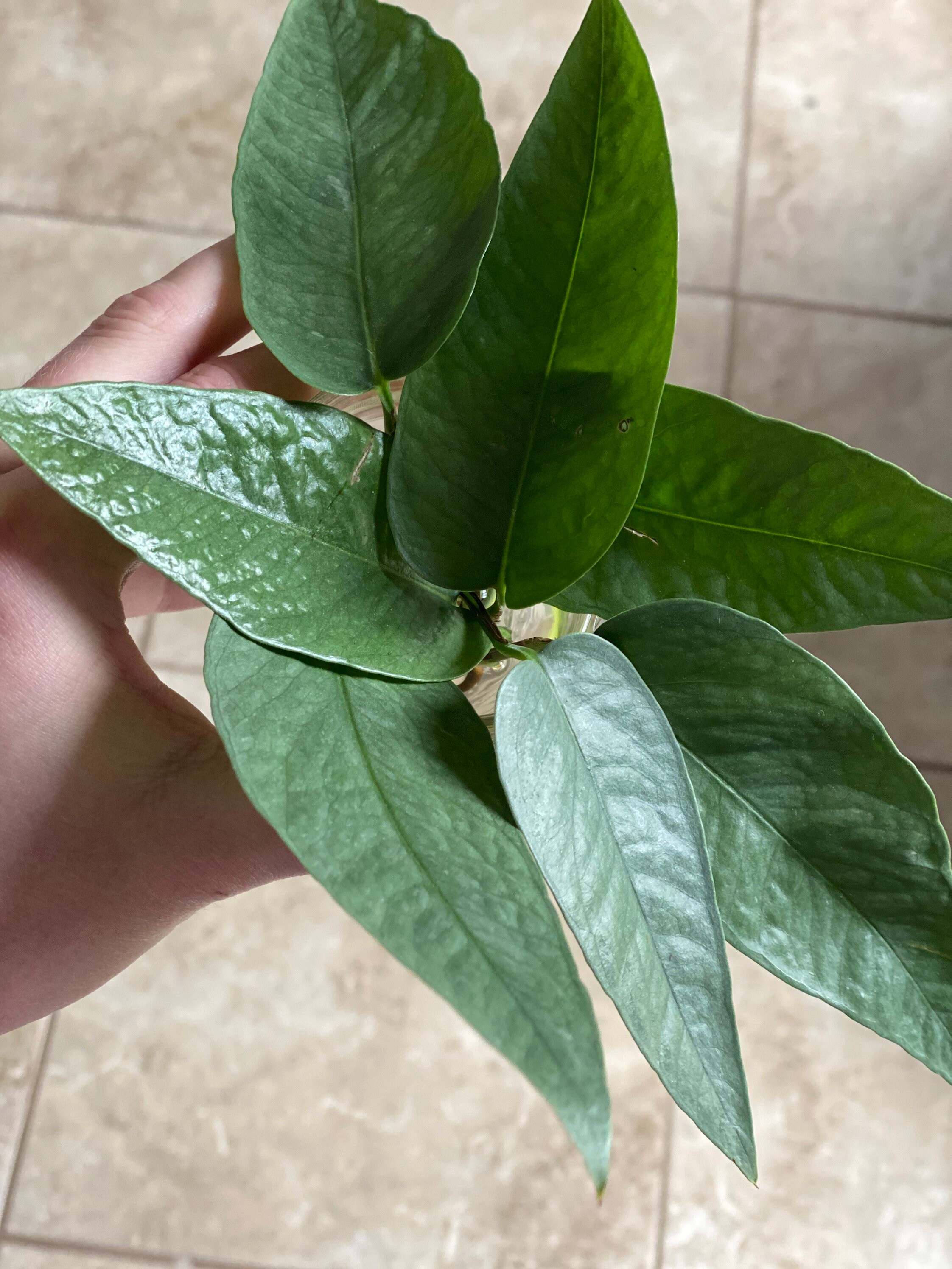 Cebu Blue Pothos Cutting