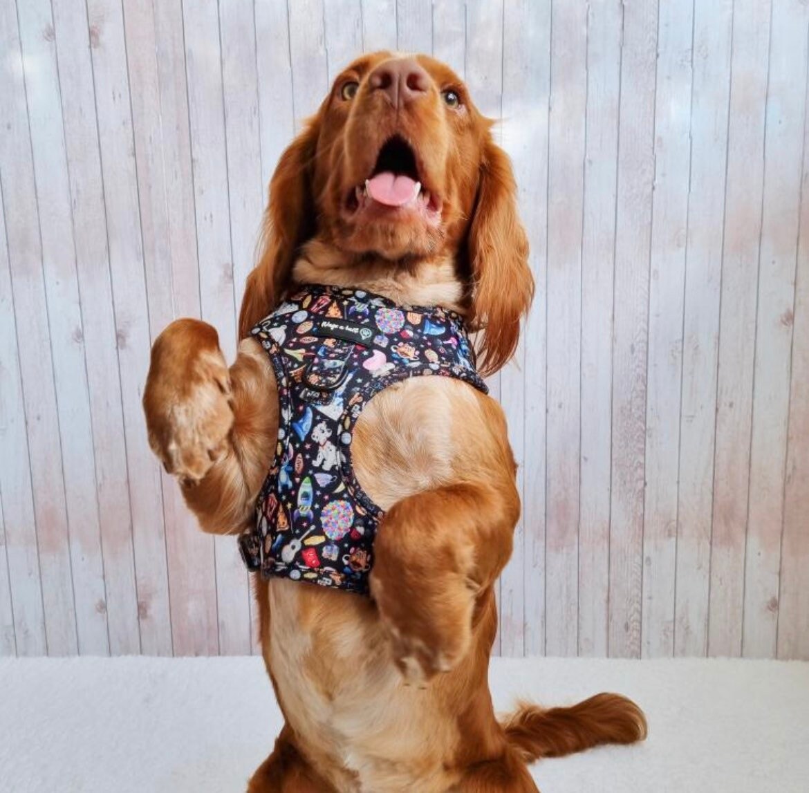 Oh My DISNEY Dog Harness Etsy