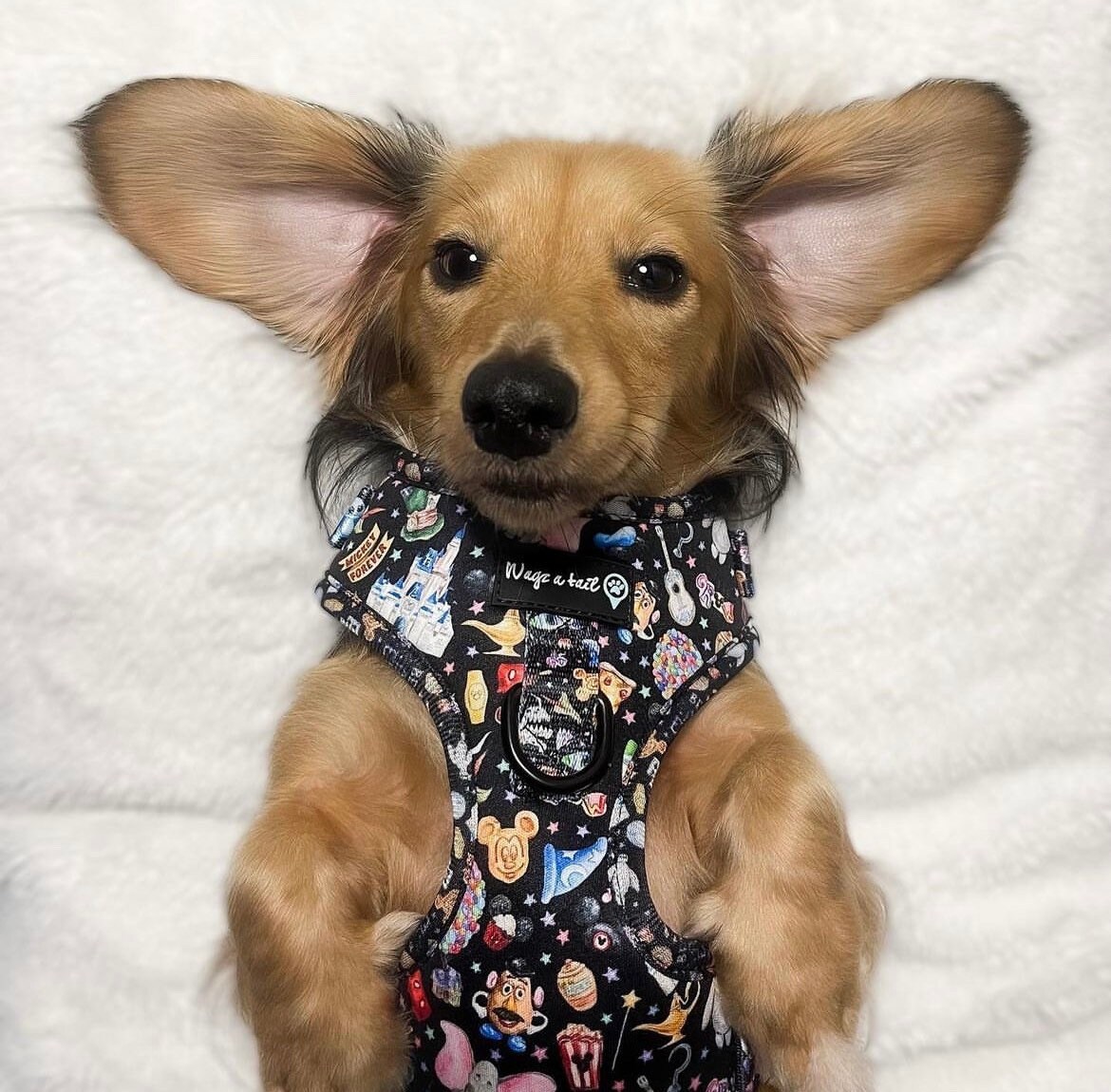 Oh My DISNEY Dog Harness Etsy