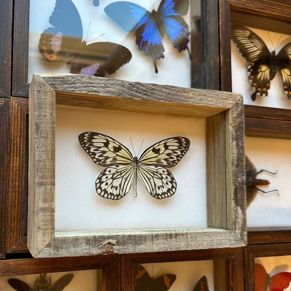 Real Framed Taxidermy Idea Leuconoe paper kite tree nymph butterfly in Shadow Box Display, Insects , home decor, art butterflies collection