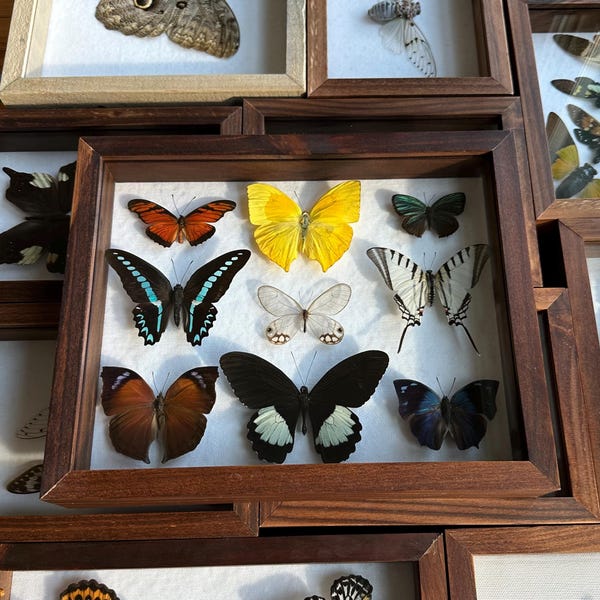 Real framed taxidermy Exotic colorful tropical butterfly collection in shadow box, Glasswing, swordtail, Green hairstreak art oddities decor
