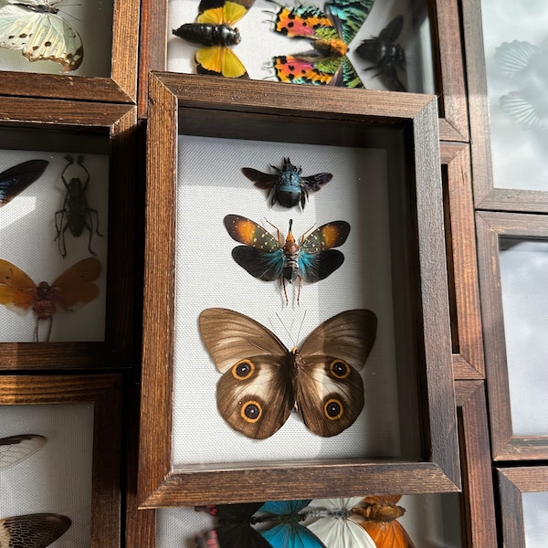 Real Framed Taxidermy Xylocopa caerulea blue carpenter bee, Pyrops gunji lanternfly and taenaris Urania owl mimic butterfly in Shadow Box