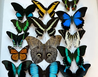 5-20 UNSPREAD Large 4”-6.5” Premium Butterflies pack lot real mixed species tropical unmounted dried wings closed insect entomology art