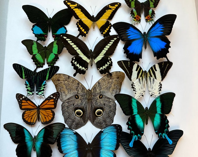 5-20 UNSPREAD Large 4”-6.5” Premium Butterflies Pack Lot Real Mixed ...