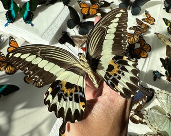 3-24 Papilio gigon Indonesian swallowtail real butterflies unmounted unspread dried wings closed pack lot taxidermy butterfly