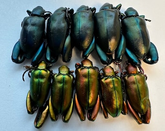 10 Sagra femoralis blue and 10 Sagra laticollis red real dried insects frog leg beetles