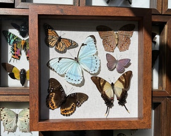 Real Framed Taxidermy tropical Butterflies in Shadow Box- Morpho catenarius, Danaus plexippus monarch,  Eurytides serville insect art decor