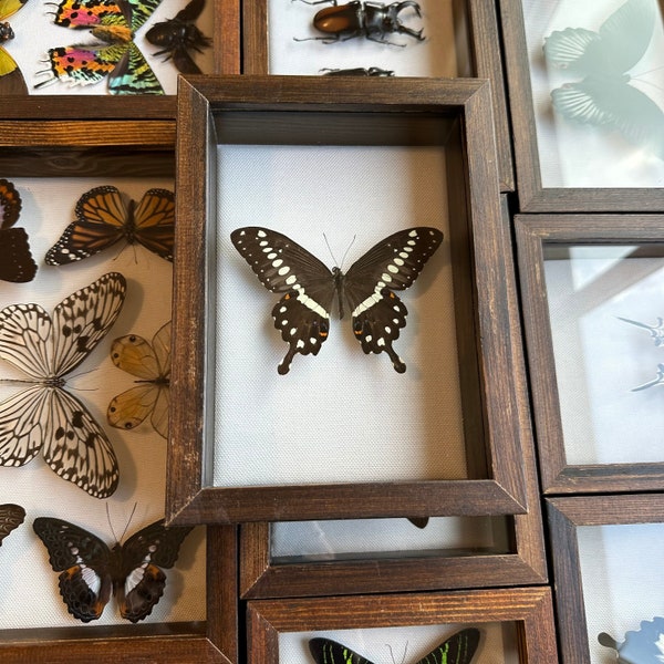 Real Framed Taxidermy Papilio lormier Central emperor African swallowtail butterfly in shadow box, insects gift oddities home decor art