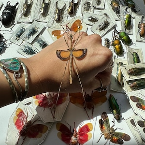 May include: A hand holding a large, orange and brown insect with long legs. The insect is on a white background with other insects and a few pieces of paper.