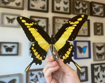 3 Papilio thoas “King Swallowtail” real butterflies unmounted unspread dried wings closed 3 pack insect entomology taxidermy butterfly