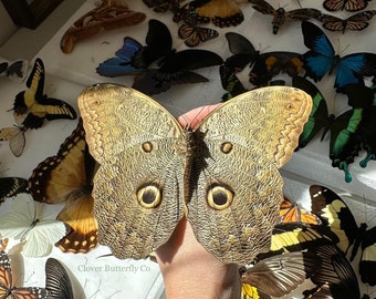 3-12 Caligo eurilochus owl butterfly real butterflies unmounted unspread dried wings closed pack lot taxidermy butterfly