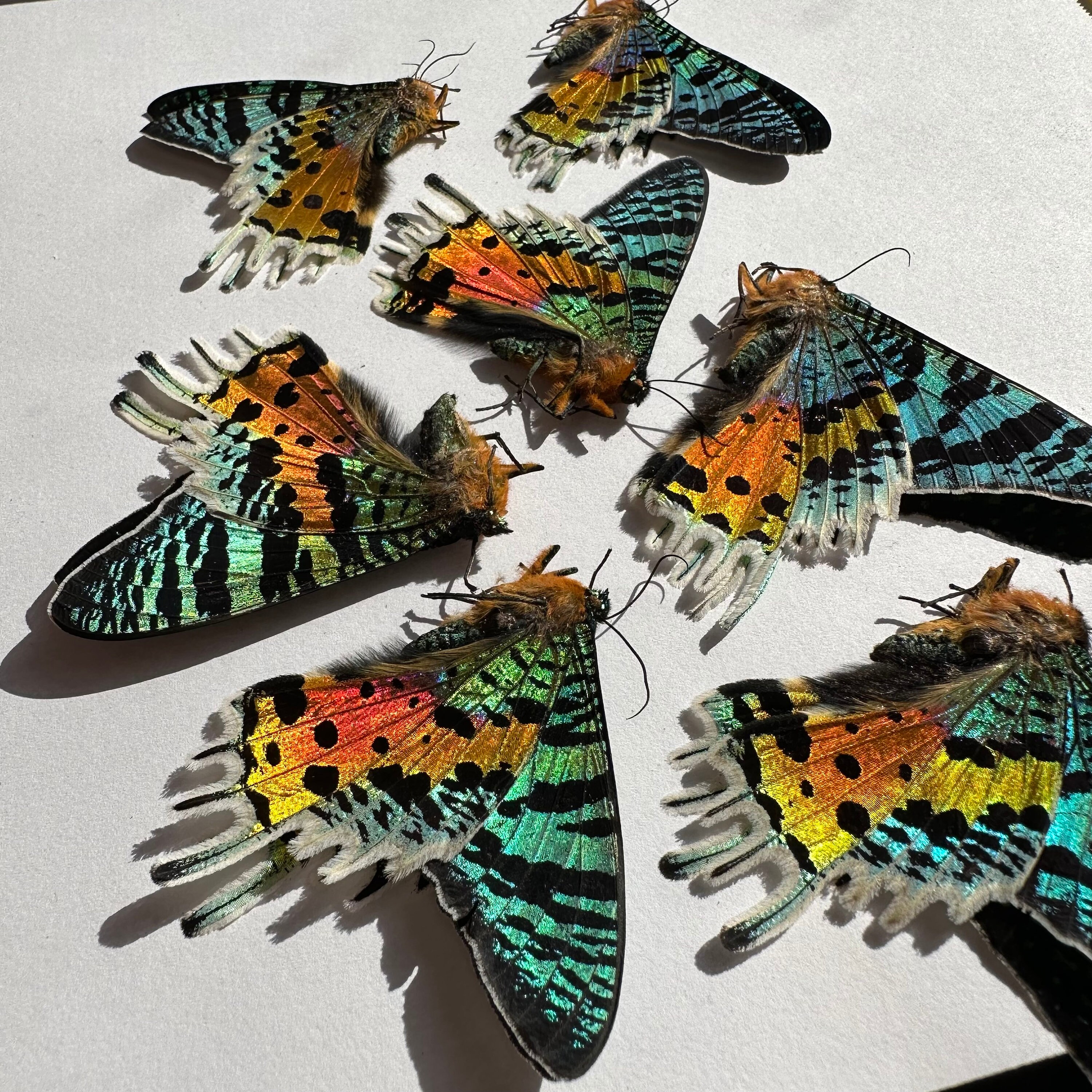 3-24 Urania Rhipheus Madagascar Sunset Moth Real Rainbow