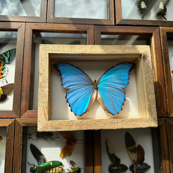 Real Framed Taxidermy Morpho Godarti Giant Blue Morpho butterfly in wood shadow box- blue butterfly Display- Insects, gift, home decor