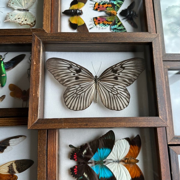 Real Framed Taxidermy Idea blanchardii Blanchard’s ghost paper kite tree nymph in Shadow Box butterfly Display- Moth, Insects , home decor