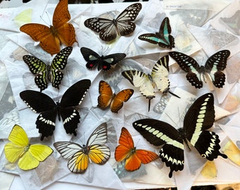 10pcs（Butterfly species with no duplicates）​natural Real Butterflies  Specimen