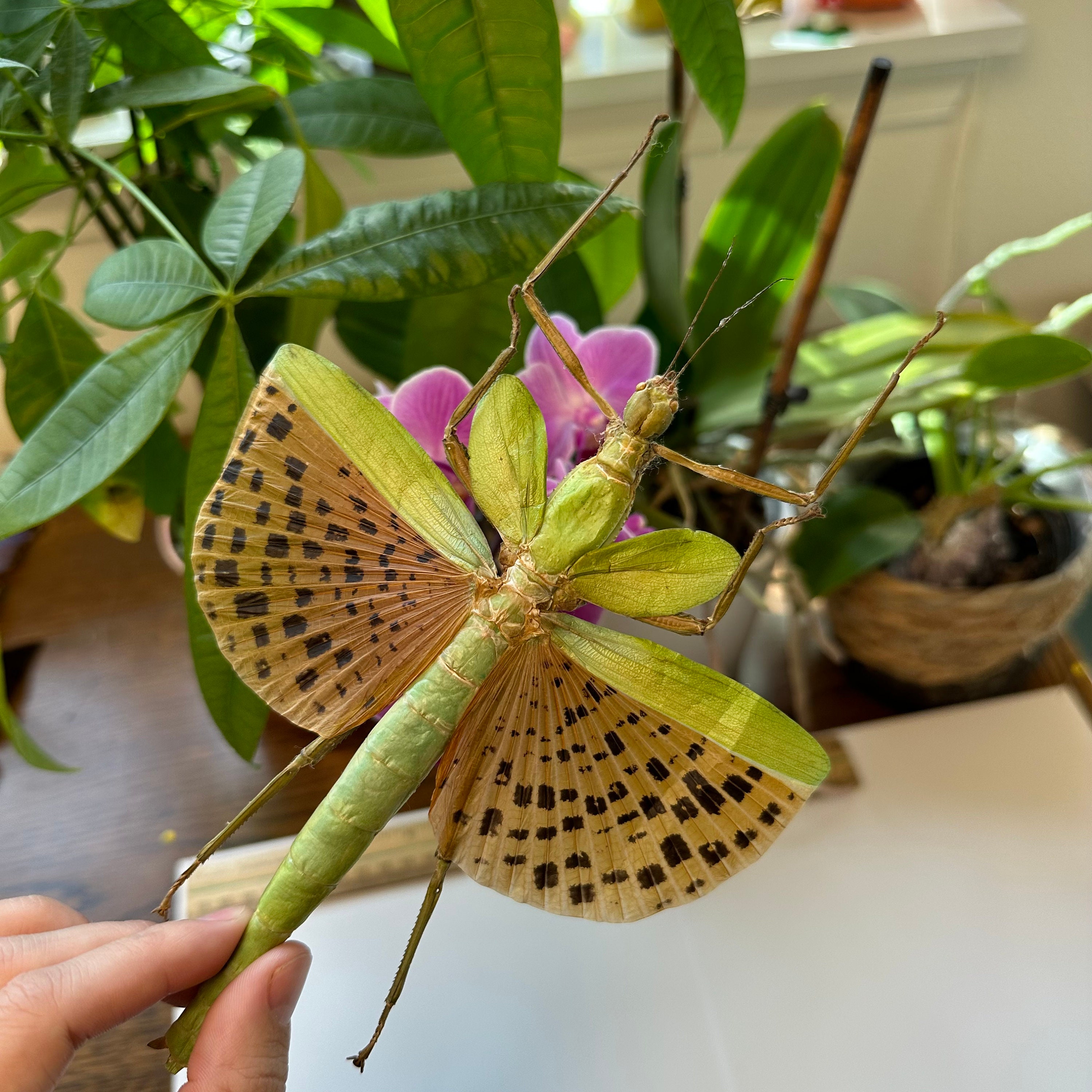 A1/A1-/B Paracyphocrania Major Female Giant Green Spotted Stick
