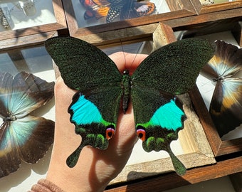 3-12 Papilio karna green peacock swallowtail real butterflies unmounted unspread dried wings closed pack lot taxidermy butterfly