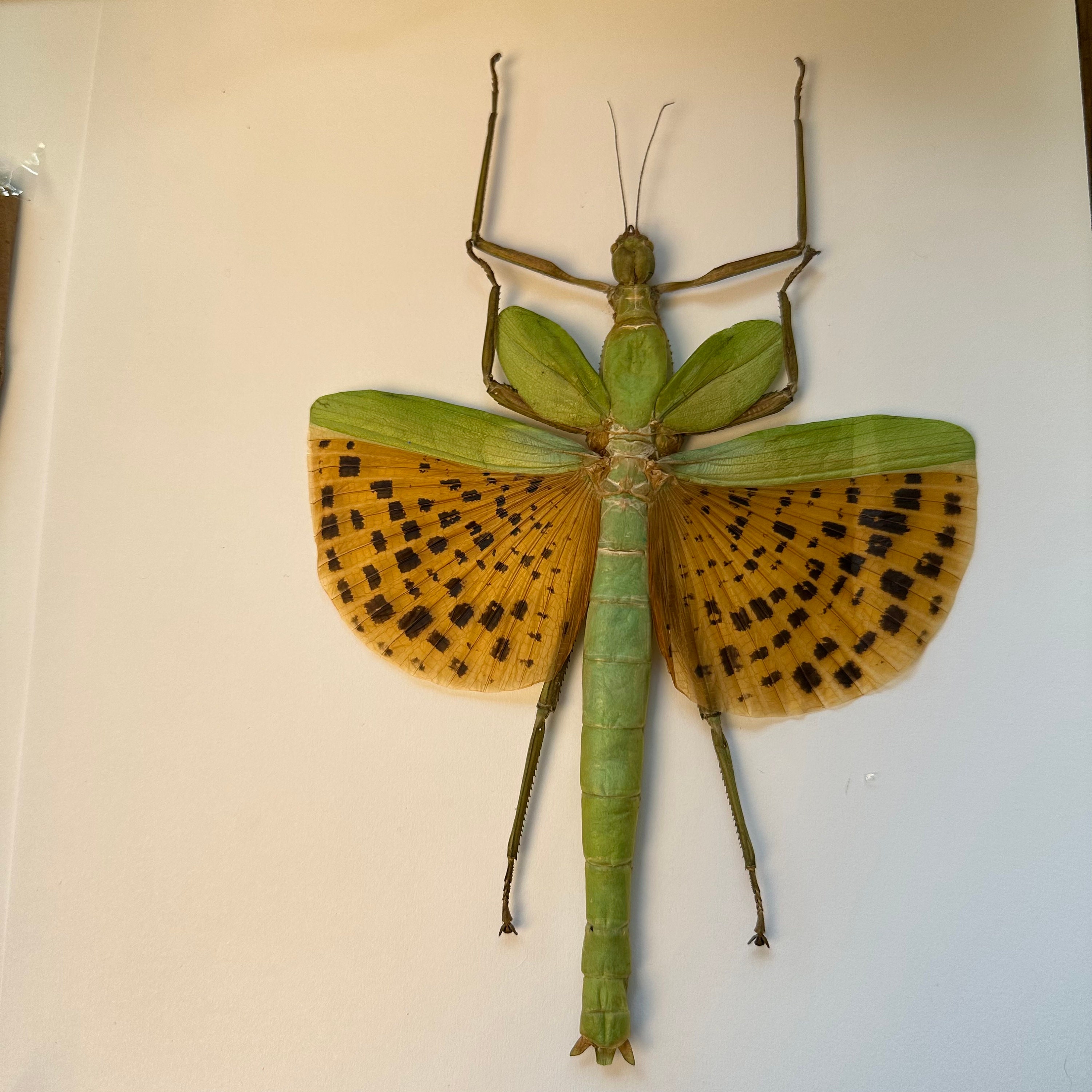 A1/A1-/B Paracyphocrania Major Female Giant Green Spotted Stick