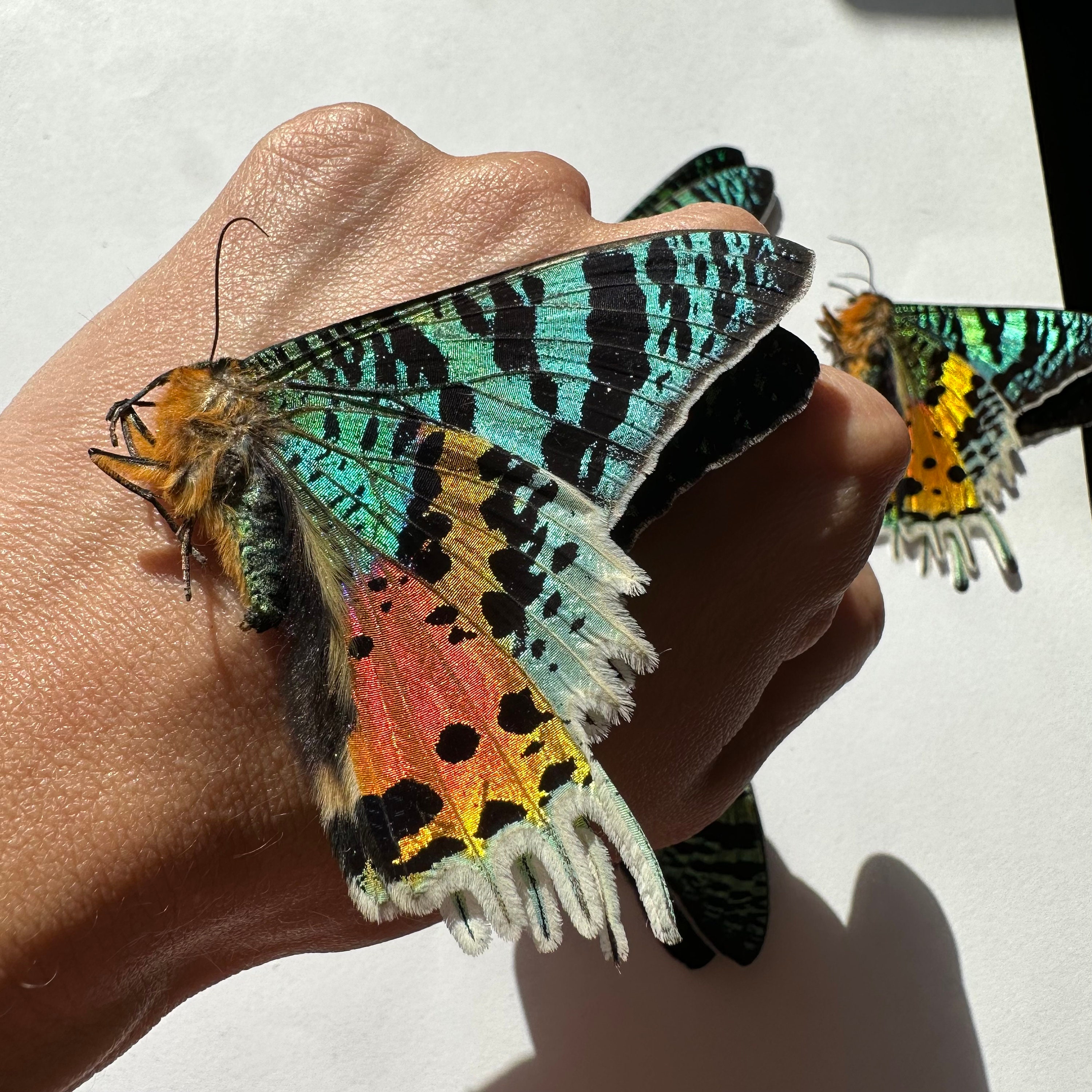 3-24 Urania Rhipheus Madagascar Sunset Moth Real Rainbow Butterflies ...