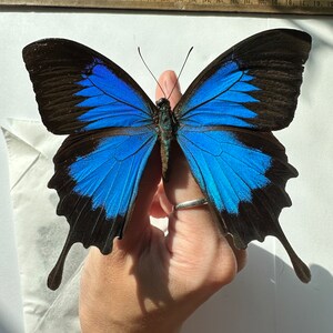 3-12 Papilio Ulysses blue swallowtail real butterflies unmounted unspread dried wings closed pack lot taxidermy butterfly image 2