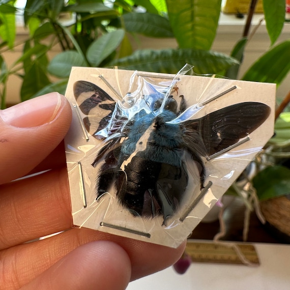 【正規品】Bibiy. HONEY BEE TOP ブルー 3-12 Xylocopa Caerulea Female Blue Carpenter Bees Wings Open Real