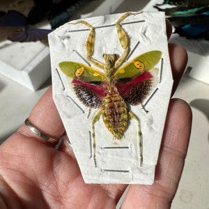 May include: A preserved insect specimen, a praying mantis, pinned to a white card. The mantis has green and yellow wings with red and black markings. Its body is a mix of green and brown, with long, slender legs.